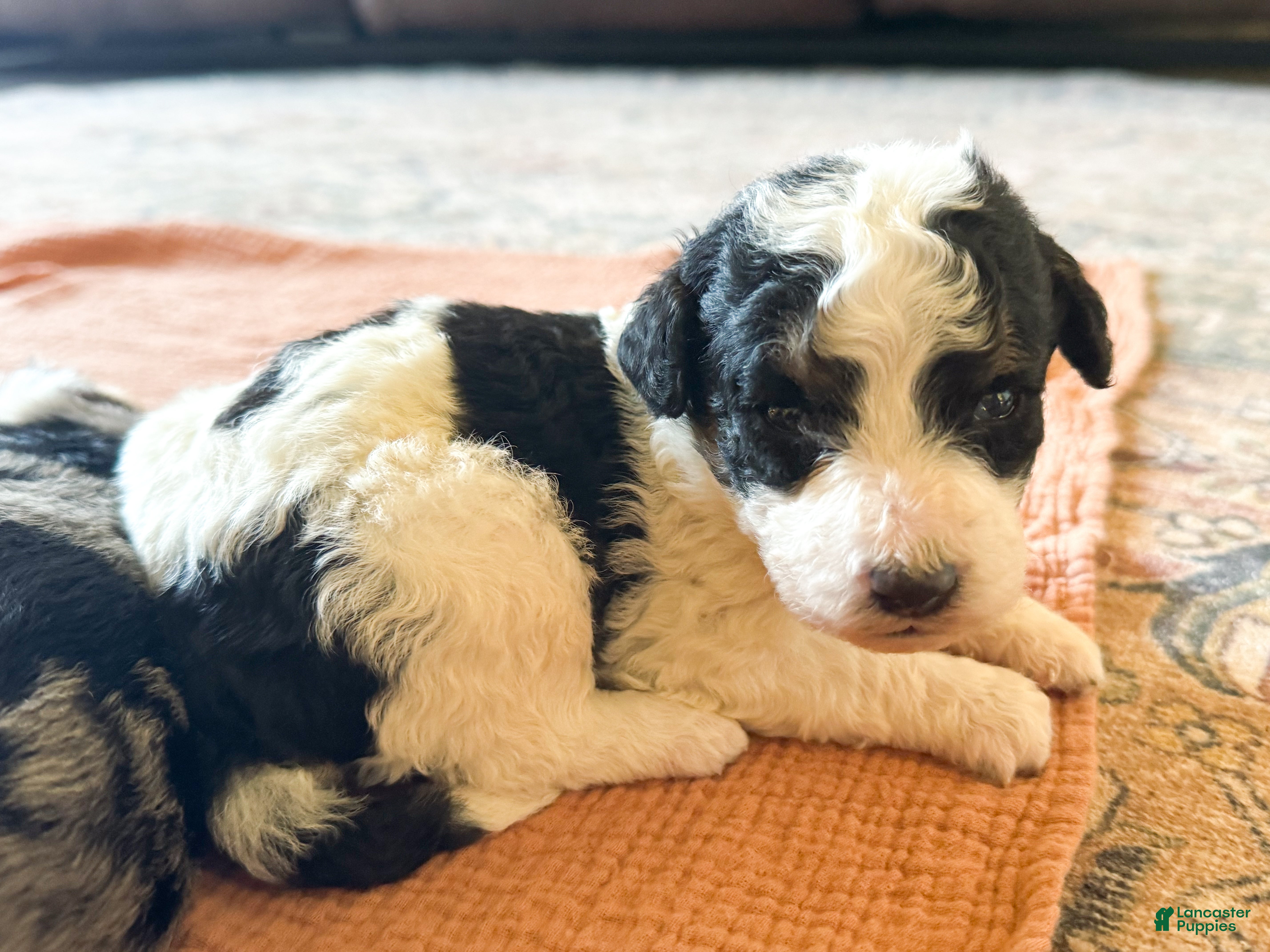 Mini Bernedoodle dogs Charlie - Ad 39