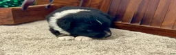 Miniature Australian Shepherd dogs for sale: Marshall - Ad 3