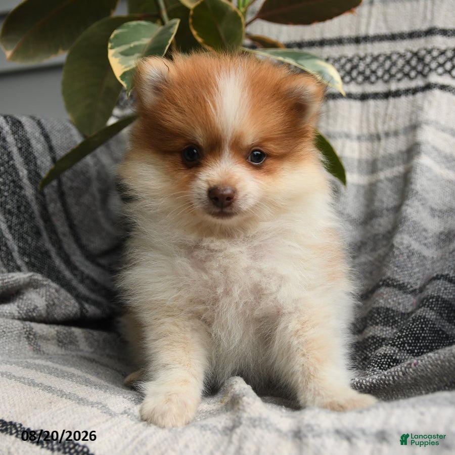 Pomeranian dogs Eugene - Ad 1