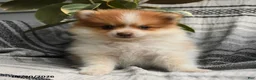 Pomeranian dogs for sale: Eugene - Ad 1