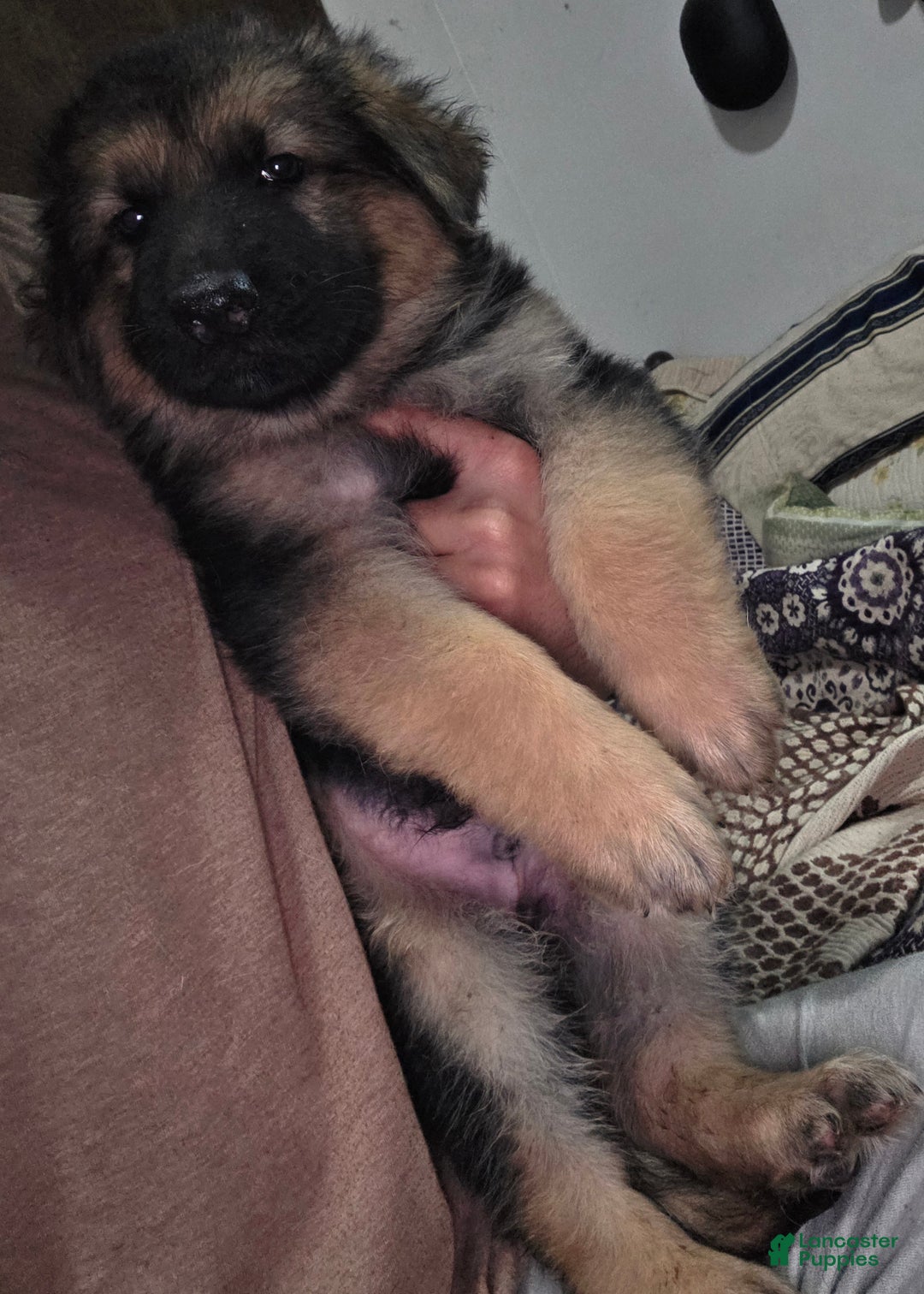 German Shepherd dogs for sale: Hulk (1) - Ad 3