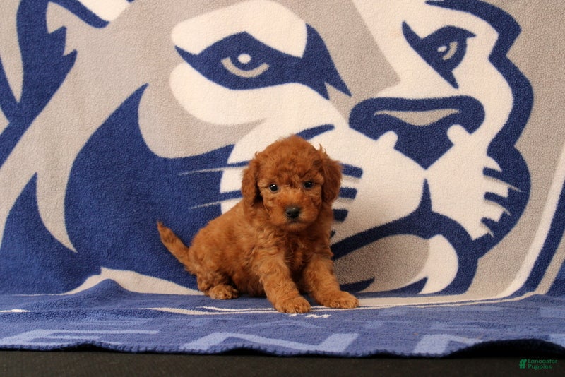 Mini Goldendoodle dogs Raven - Ad 1