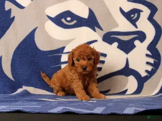 Mini Goldendoodle dogs for sale: Raven - Ad 1