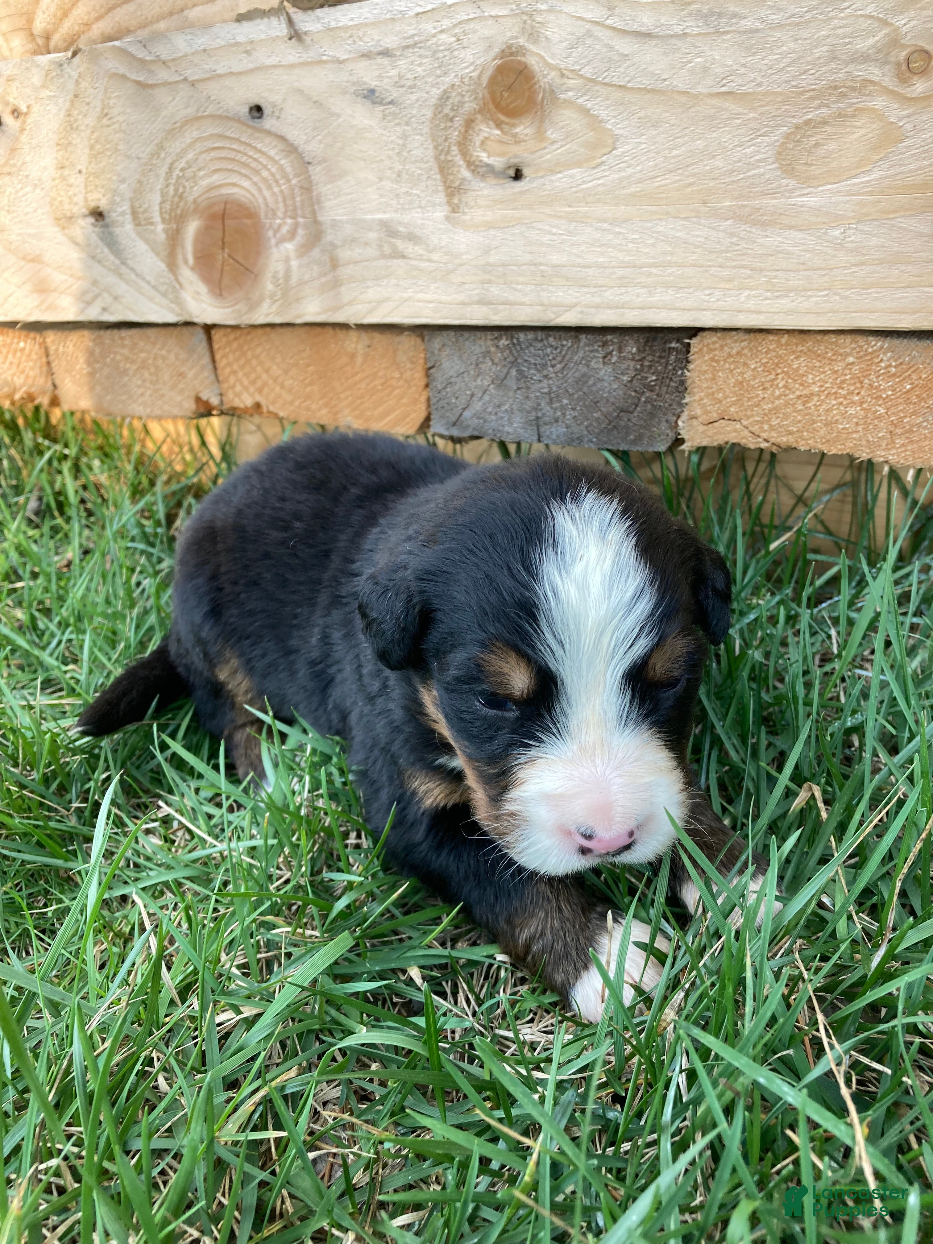 Bernese Mountain Dog dogs Silky  - Ad 1