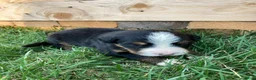 Bernese Mountain Dog dogs for sale: Silky  - Ad 9