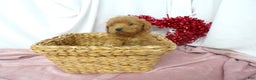 Goldendoodle dogs for sale: Beau - Ad 1