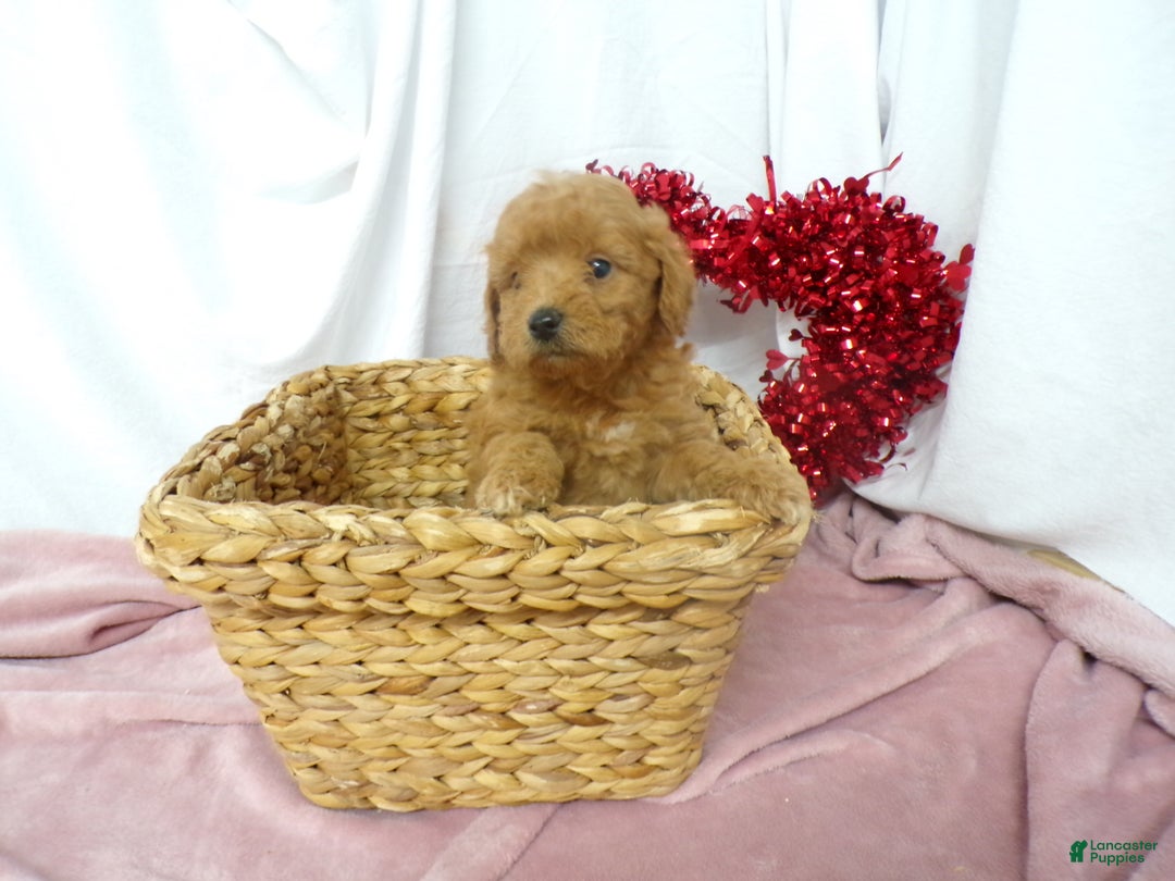 Goldendoodle dogs for sale: Beau - Ad 1