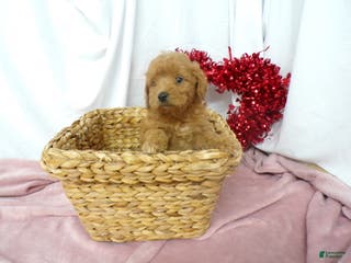Goldendoodle dogs Beau - Ad 18