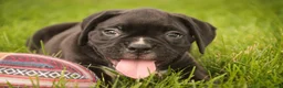 Boxer dogs for sale: Ford - Ad 1