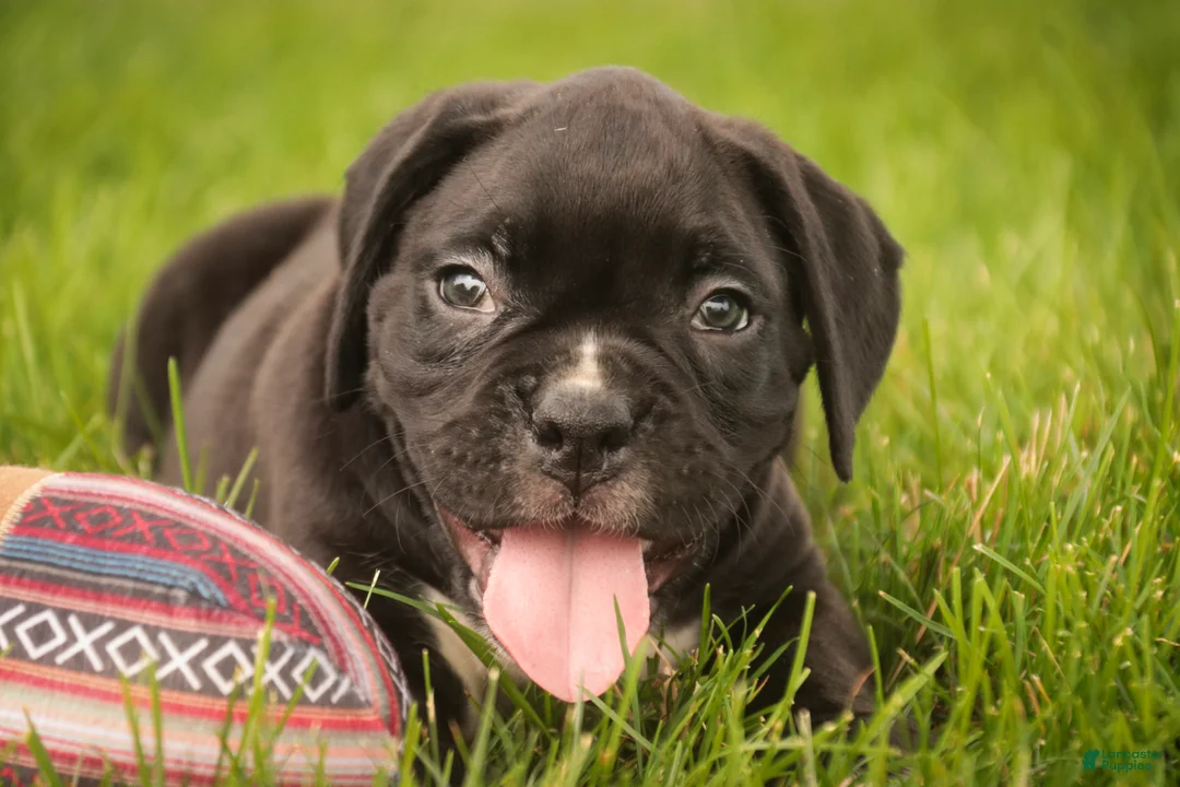 Boxer dogs for sale: Ford - Ad 1