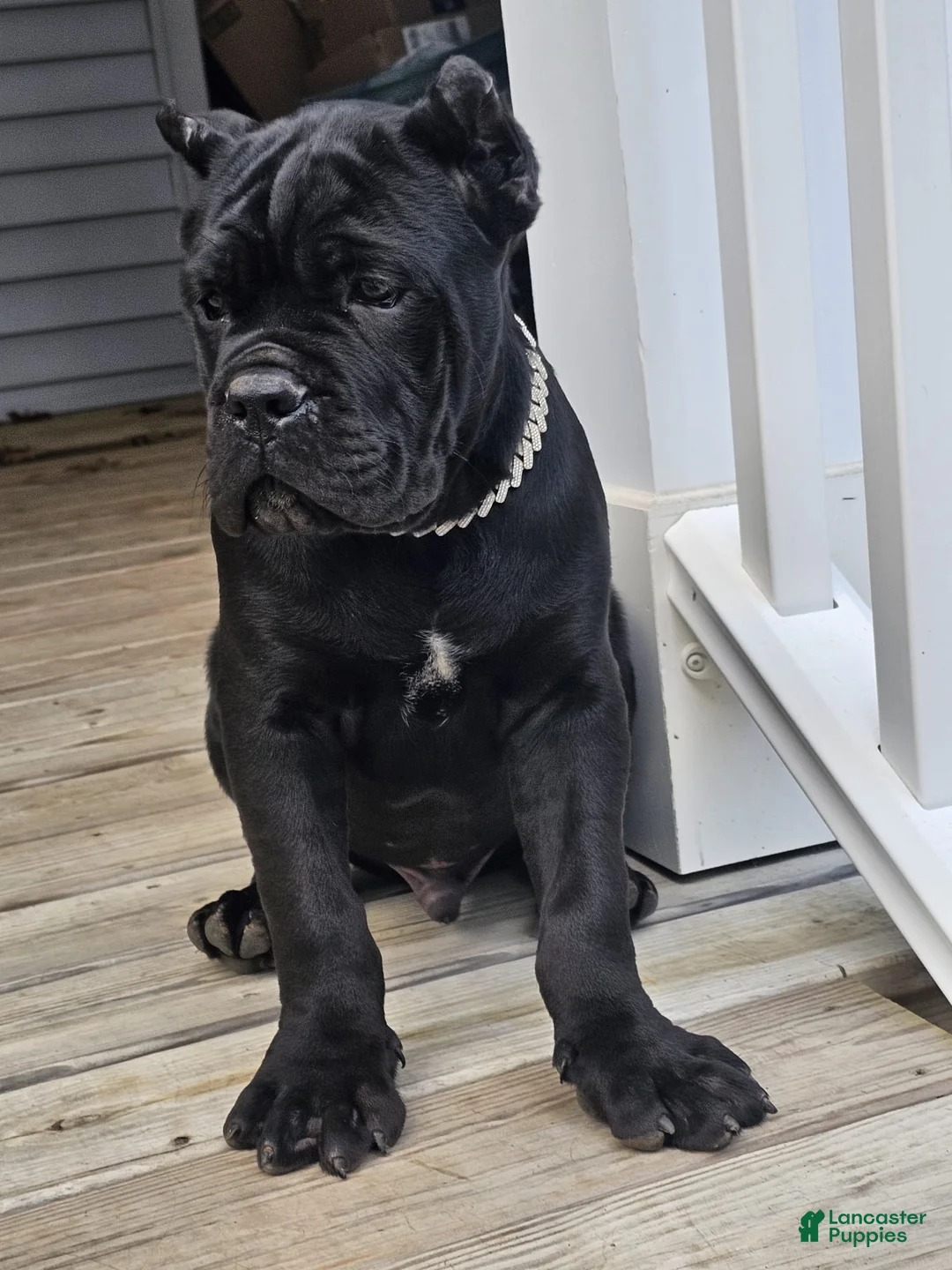 Cane Corso dogs for sale: ZEUS - Ad 17