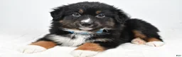 Miniature Australian Shepherd dogs for sale: Landon - Ad 1