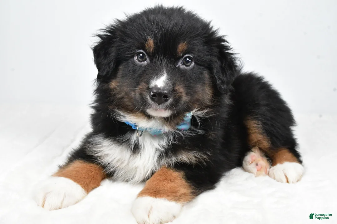 Miniature Australian Shepherd dogs for sale: Landon - Ad 1