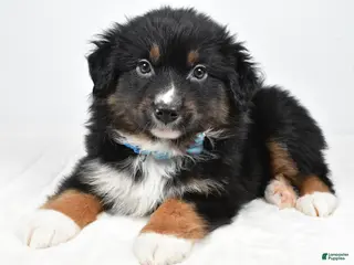 Miniature Australian Shepherd dogs Landon - Ad 22