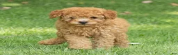Miniature Poodle dogs for sale: Treasure Miniature Poodle  - Ad 5