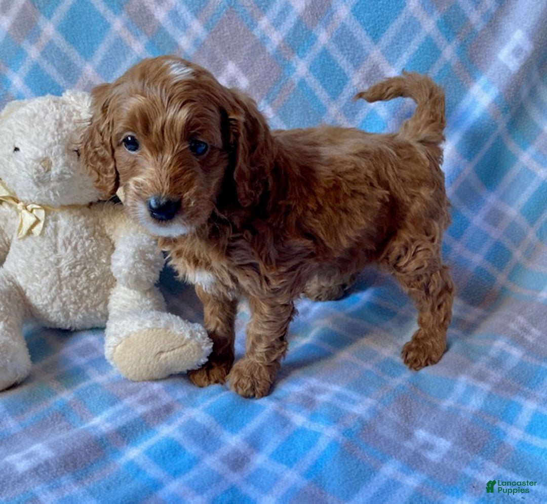 Mini Goldendoodle dogs for sale: Chipper - Ad 1