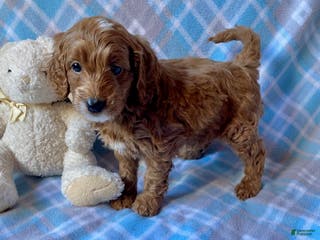 Mini Goldendoodle dogs Chipper - Ad 33