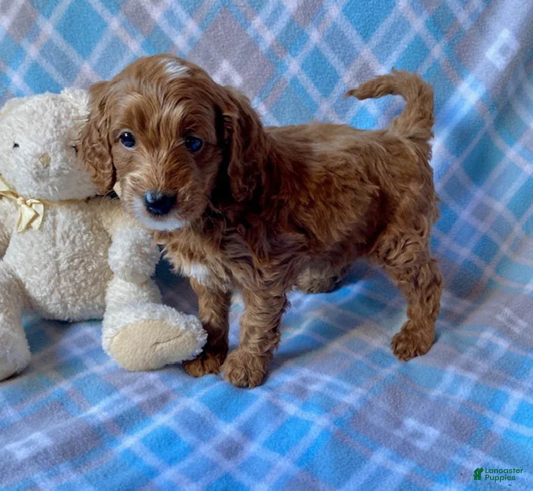 Mini Goldendoodle dogs for sale: Chipper - Ad 2