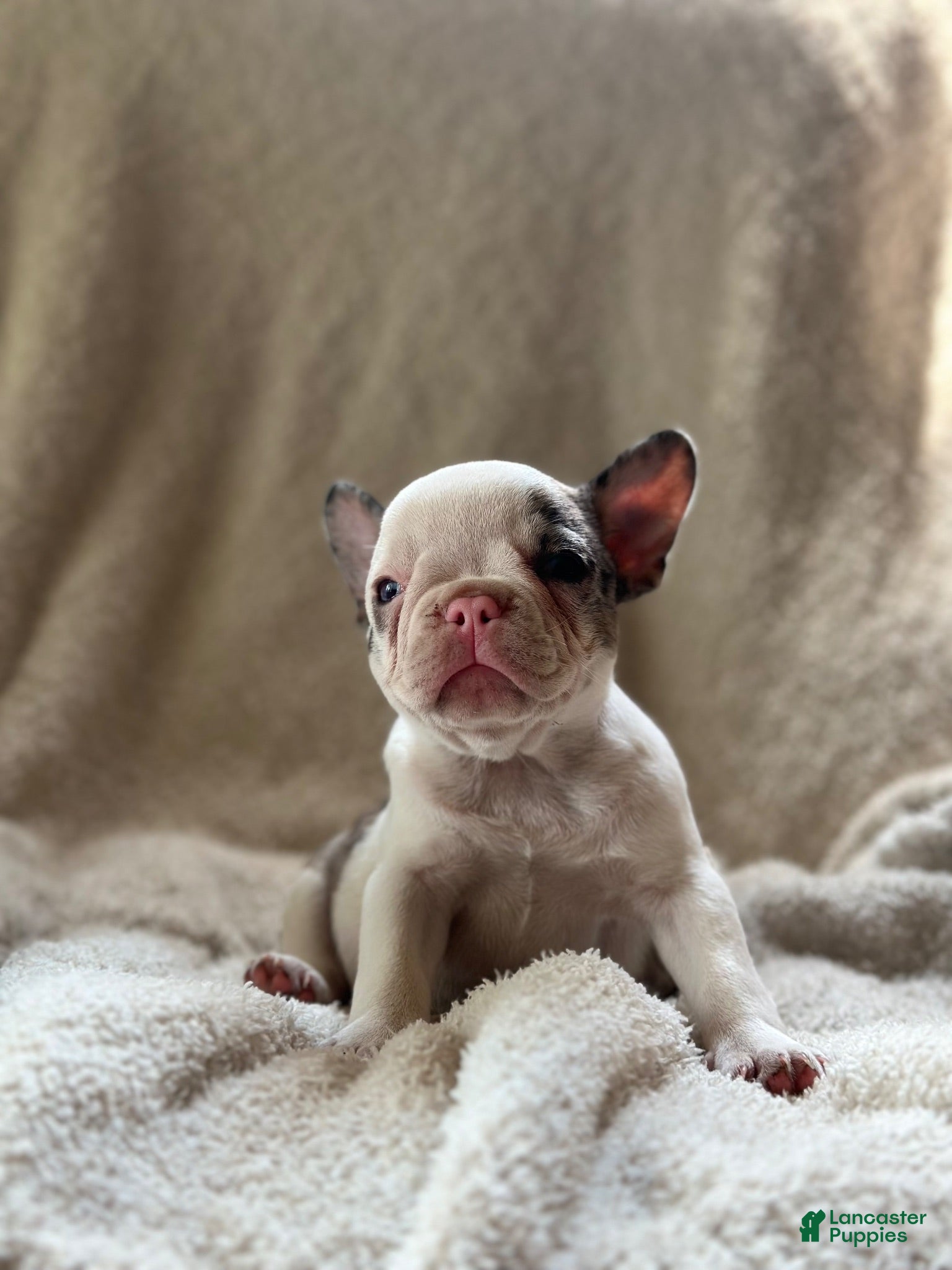 French Bulldog dogs for sale: French Bulldog 3 - Ad 3