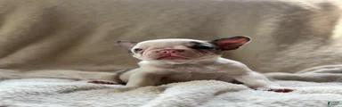 French Bulldog 3