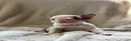 French Bulldog dogs for sale: French Bulldog 3 - Ad 1