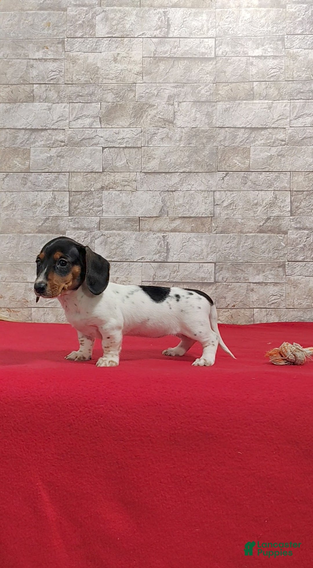 Miniature Dachshund dogs for sale: Sandra - Ad 2