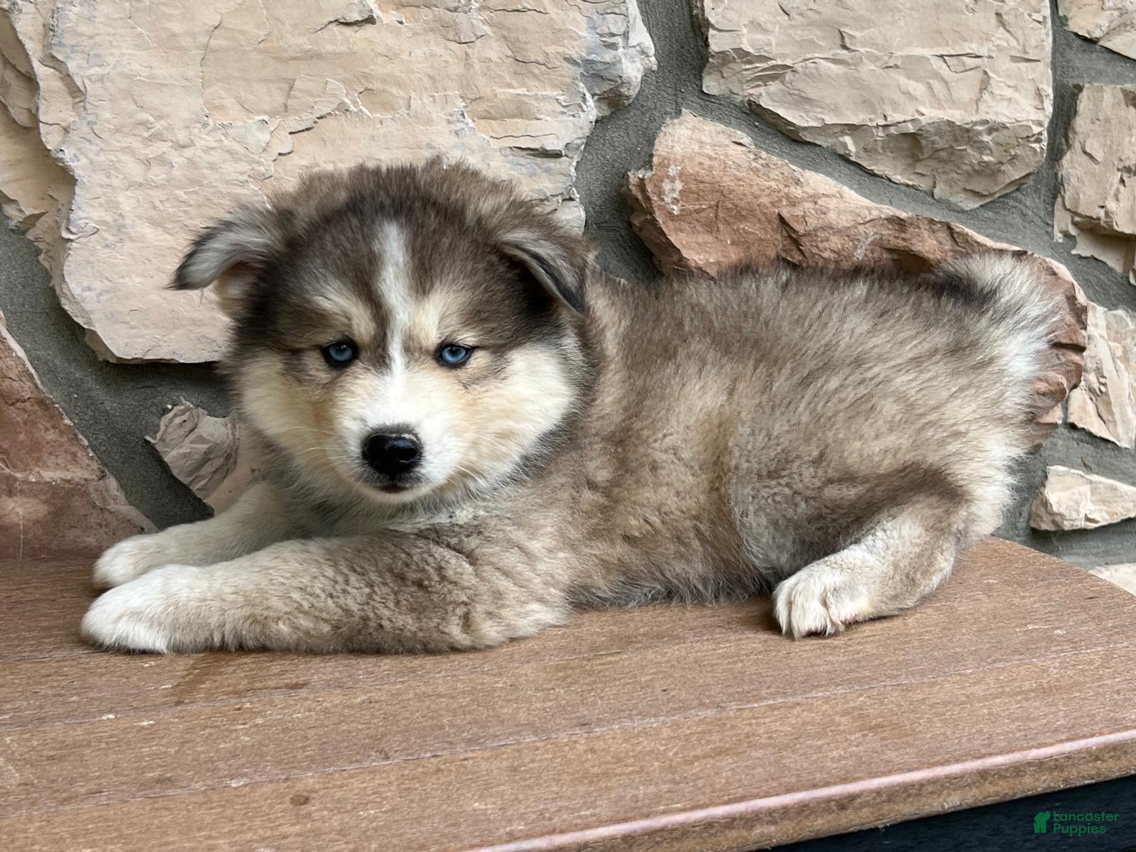 Pomsky dogs Teddy - Ad 2
