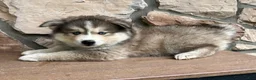 Pomsky dogs for sale: Teddy - Ad 2