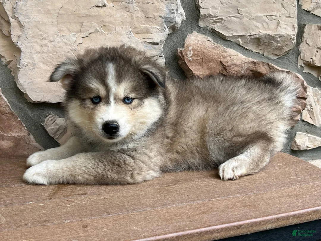 Pomsky dogs for sale: Teddy - Ad 2