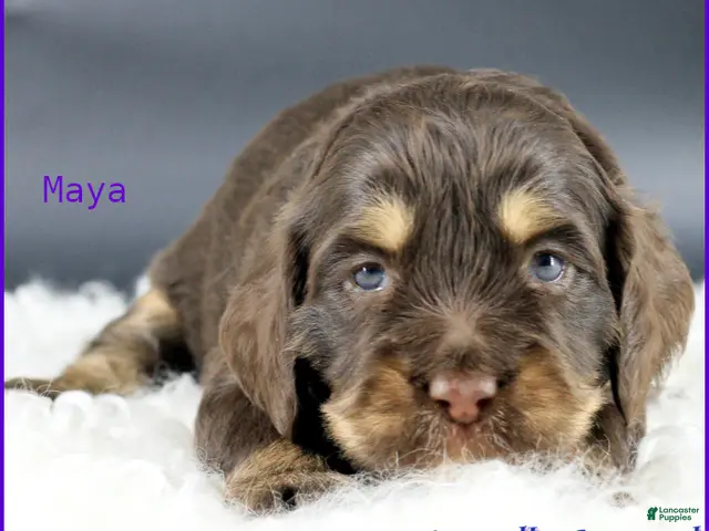 Australian Labradoodle dogs for sale: Maya - Ad 9