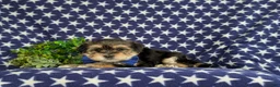 Morkie dogs for sale: Baxter 7 lbs Full Grown - Ad 4