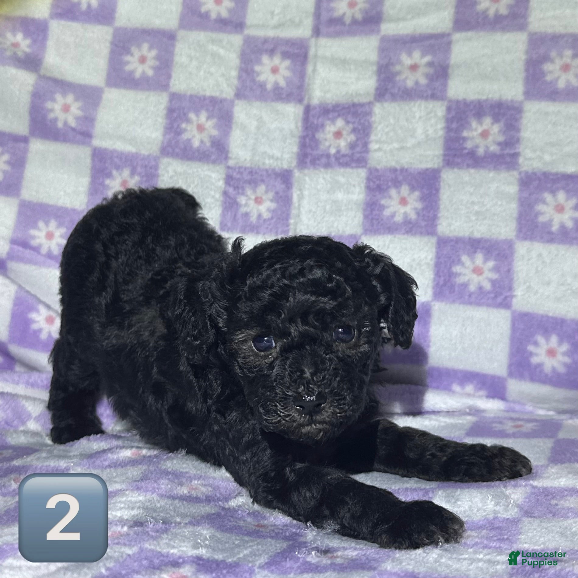 Toy Poodle dogs Toy Poodle Puppy 3 - Ad 28