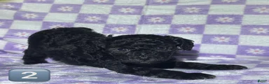 Toy Poodle Puppy 3