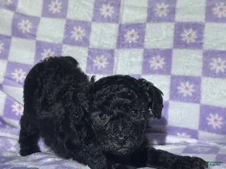Toy Poodle dogs Toy Poodle Puppy 3 - Ad 30