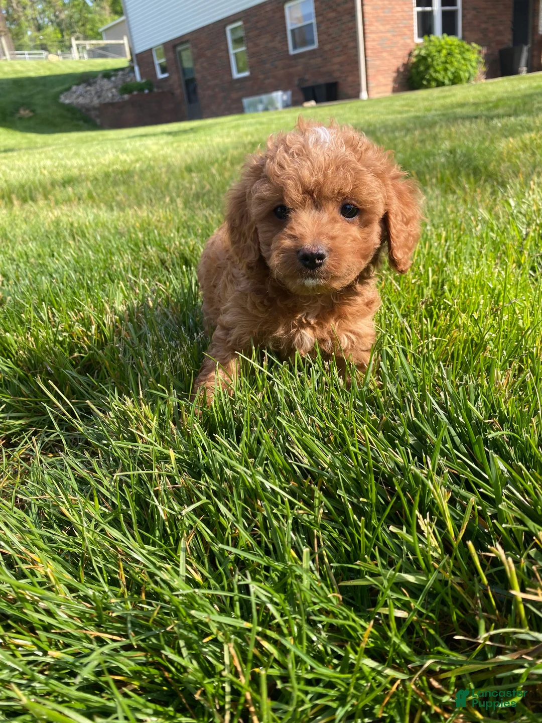 Cavapoo dogs for sale: Layla - Ad 2