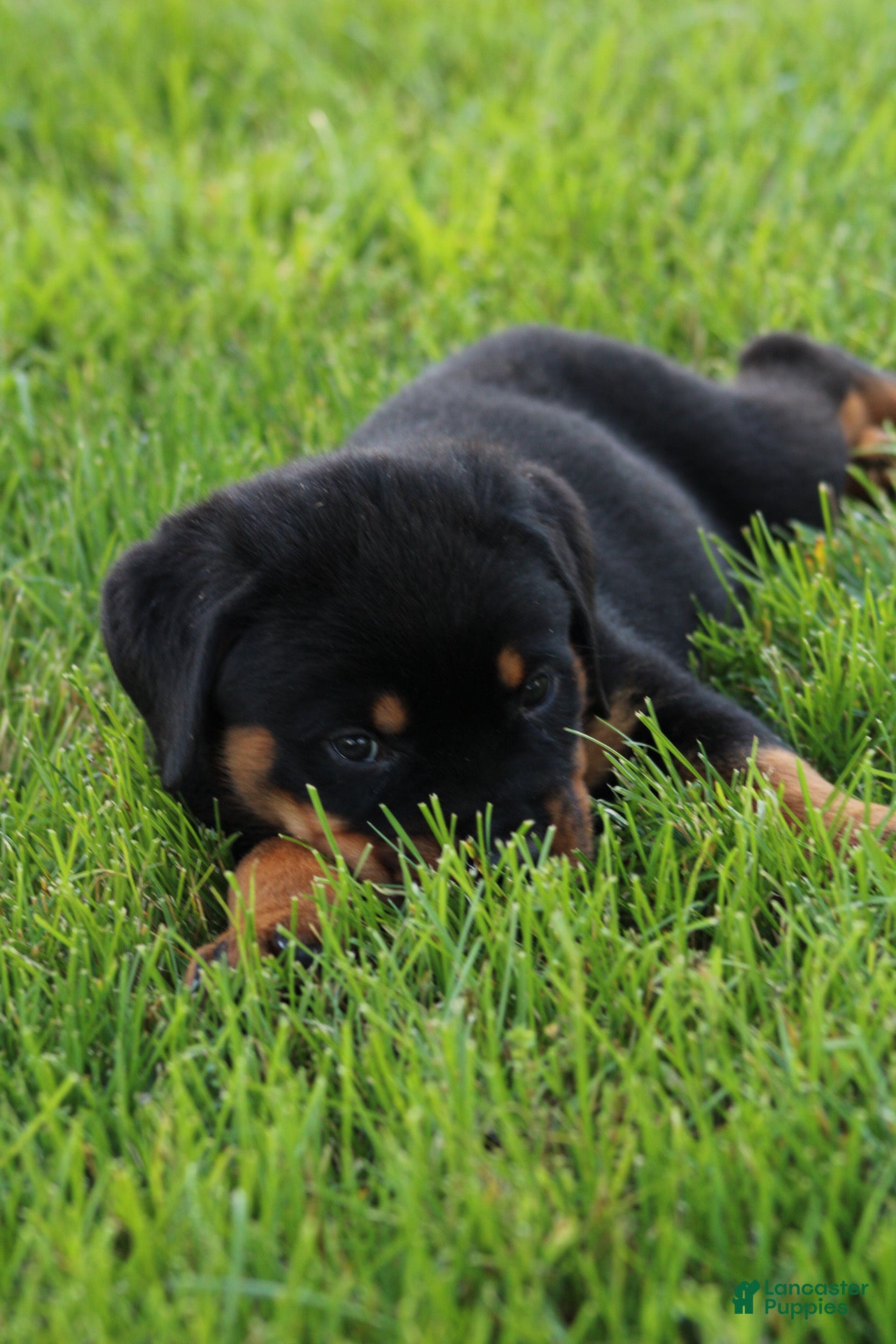 Rottweiler dogs for sale: Dutin - Ad 2