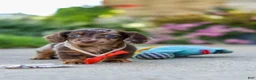 Miniature Dachshund dogs for sale: Benson - Ad 18