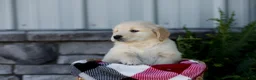 Golden Retriever dogs for sale: Bennett - Ad 9