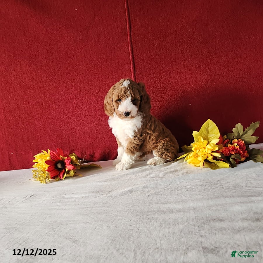 Mini Goldendoodle dogs Rosa - Ad 34