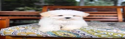 Malshi dogs for sale: Peanut - Ad 8