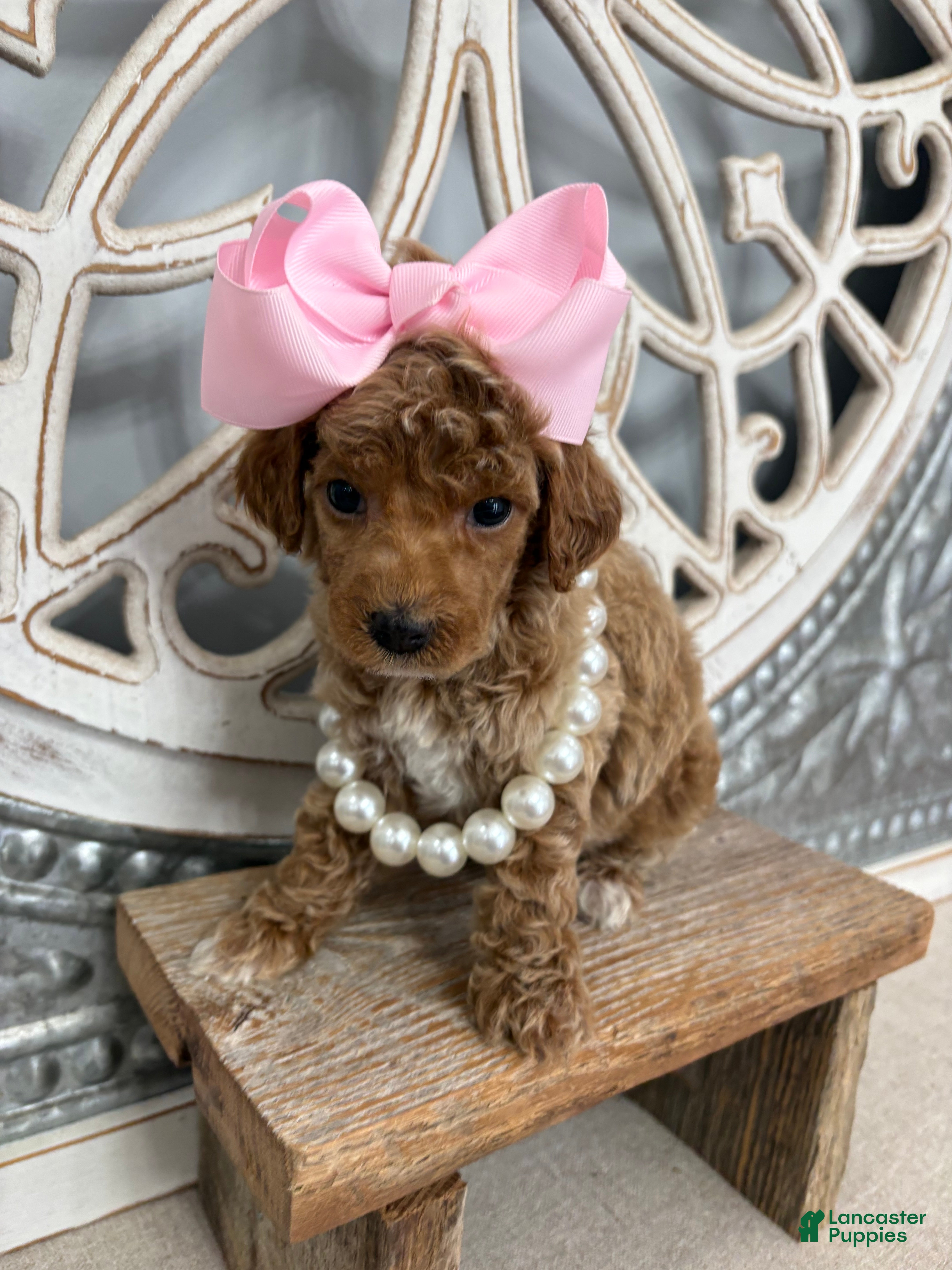 Miniature Poodle dogs Pink collar “posey” - Ad 1