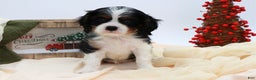 Cavalier King Charles Spaniel dogs for sale: Kye - Ad 6