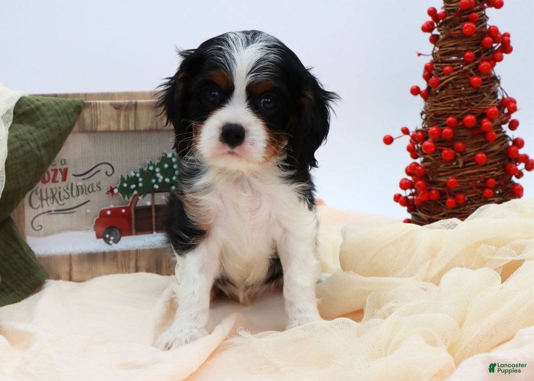 Cavalier King Charles Spaniel dogs for sale: Kye - Ad 6
