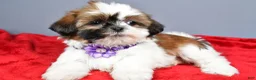 Shih Tzu dogs for sale: Liza - Ad 6