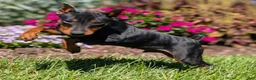 Miniature Pinscher dogs for sale: Spark - Ad 5