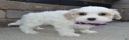 Maltipoo dogs for sale: Molly - Ad 7