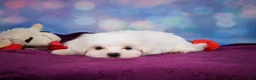 Maltese dogs for sale: Peanut - Ad 7