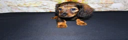 Miniature Dachshund dogs for sale: Wendy - Ad 16