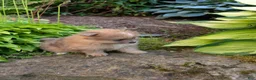 Pomeranian dogs for sale: Happy - Ad 6