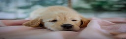 Golden Retriever dogs for sale: Purple - Ad 12